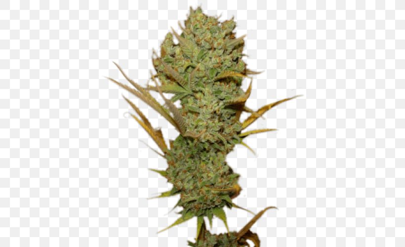 Cannabis Sativa Seed Haze Feminized Cannabis, PNG, 500x500px, Cannabis, Aretus, Cannabis Sativa, Cash On Delivery, Conifer Cone Download Free