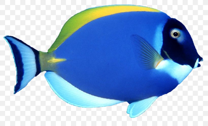 Fish Clip Art Image Vector Graphics, PNG, 800x500px, Fish, Blue, Bluefish, Bonyfish, Butterflyfish Download Free