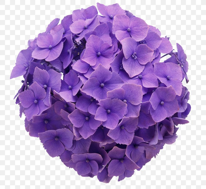 French Hydrangea Flower Purple Color Floral Design, PNG, 800x755px, French Hydrangea, Blue, Color, Cornales, Cut Flowers Download Free