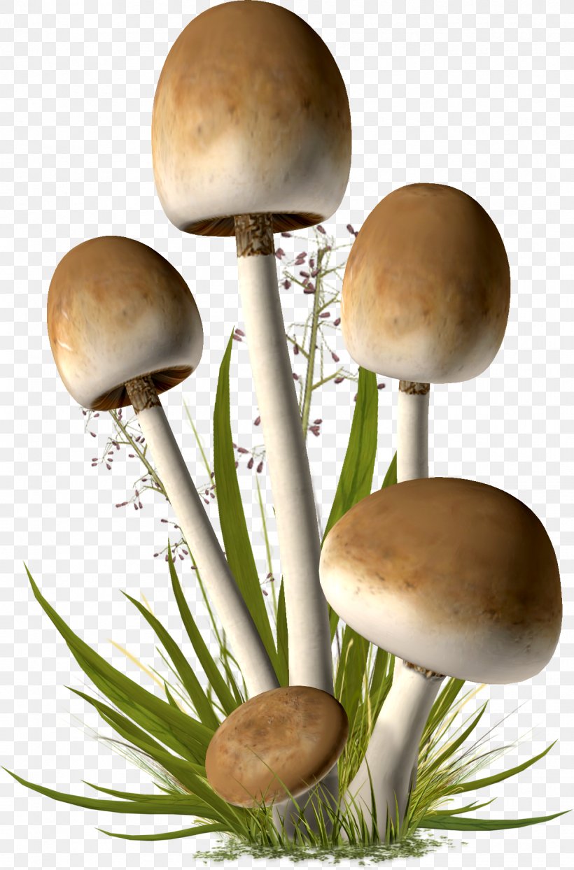 Mushroom Clip Art, PNG, 1247x1893px, Mushroom, Cep, Drawing, Edible Mushroom, Hydnum Repandum Download Free