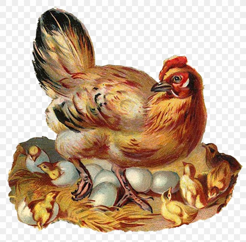 Silkie Cochin Chicken Leghorn Chicken Clip Art, PNG, 869x855px, Silkie, Beak, Bird, Chicken, Chicken As Food Download Free