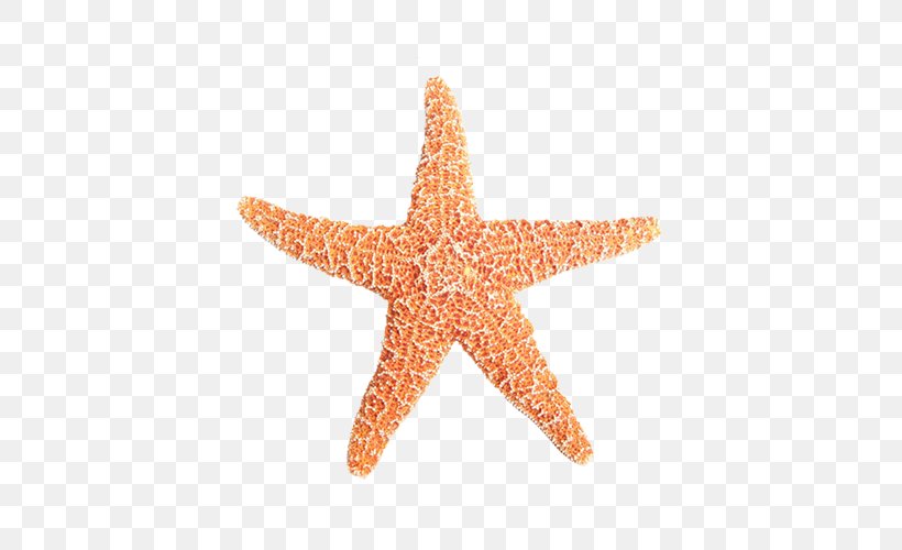 Starfish Sea Amelas Clip Art, PNG, 500x500px, Starfish, Echinoderm, Gratis, Invertebrate, Marine Biology Download Free