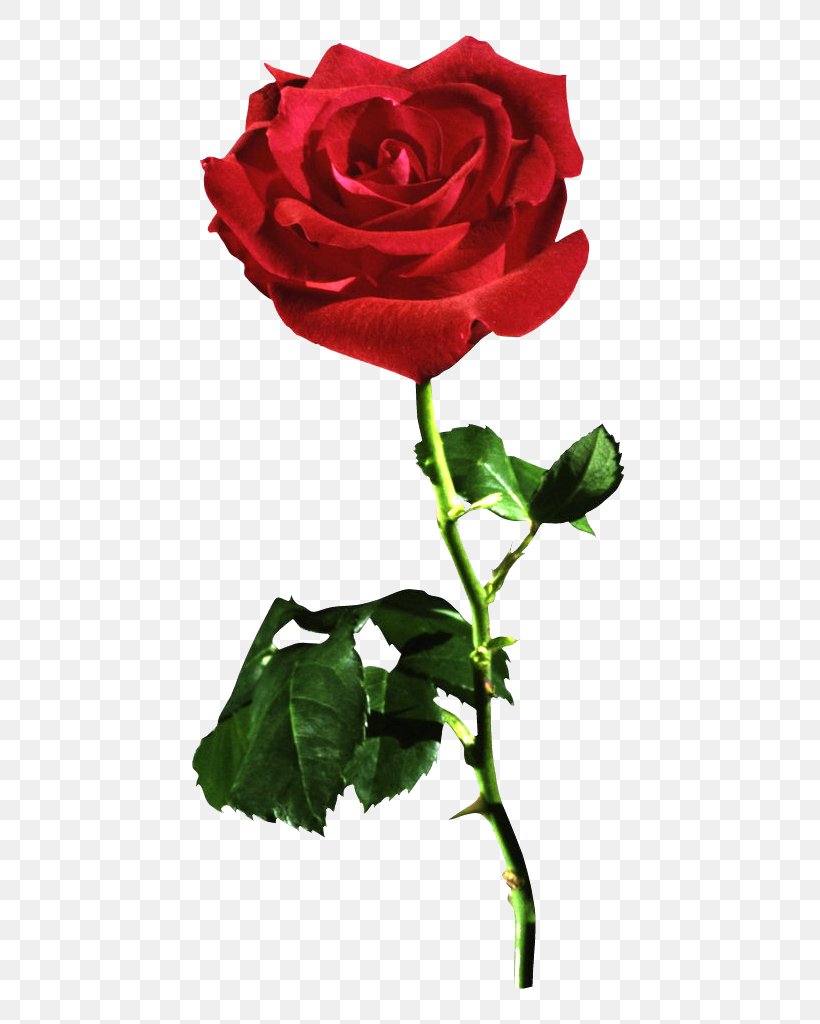 Garden Roses Cabbage Rose Red Floribunda Flower, PNG, 514x1024px, Garden Roses, Blue Rose, Cabbage Rose, China Rose, Cut Flowers Download Free