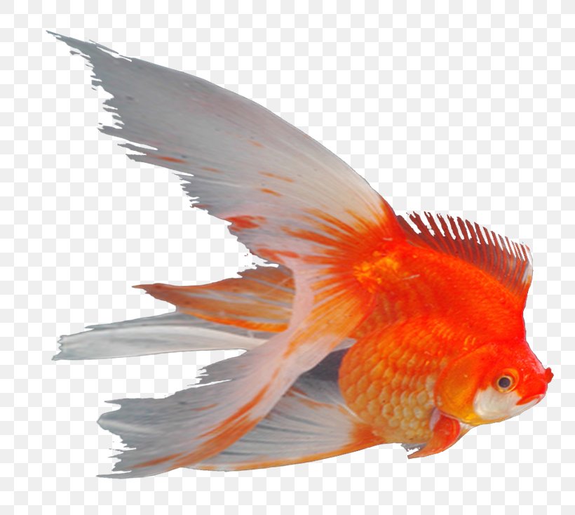 Goldfish Ornamental Fish Feeder Fish Aquarium, PNG, 800x734px, Goldfish, Aquarium, Bony Fish, Corydoras Paleatus, Fauna Download Free