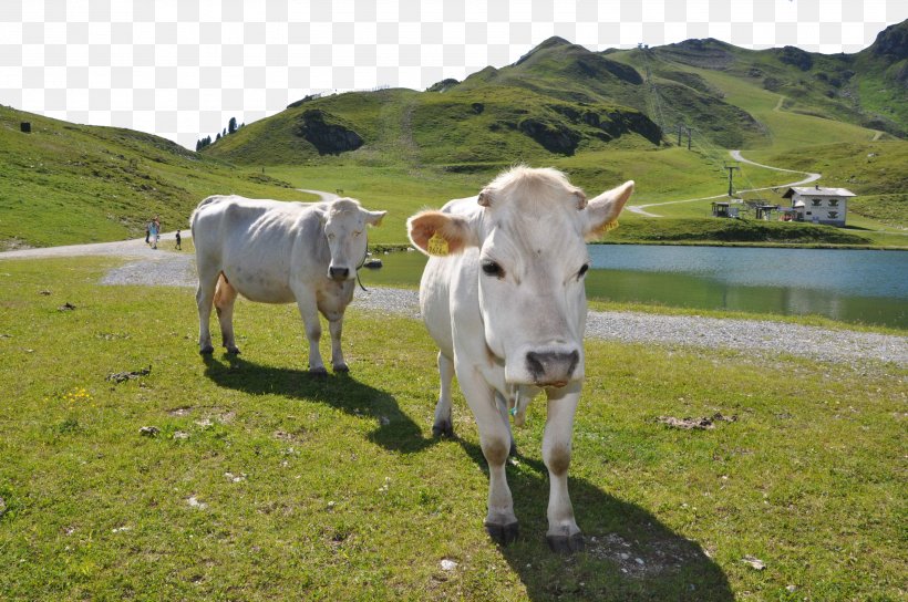 Grass On The Cattle, PNG, 3216x2136px, Cattle, Cattle Like Mammal, Cow Goat Family, Dairy Cattle, Dairy Cow Download Free