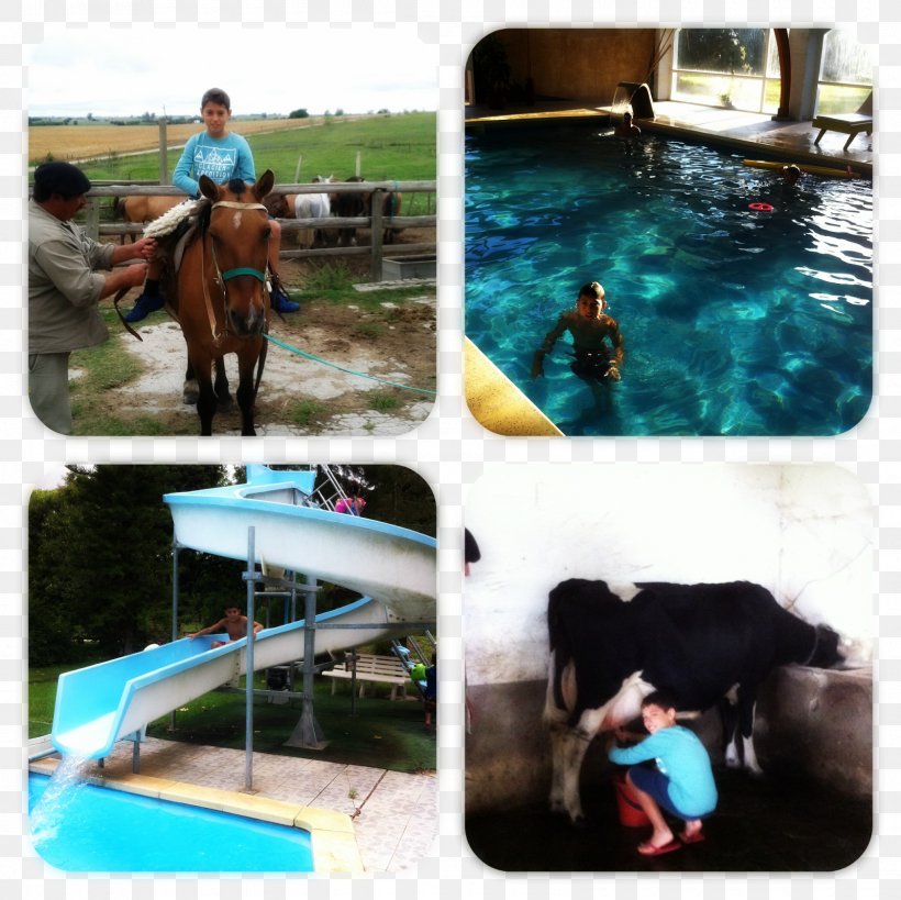 Horse Recreation Leisure Swimming Pool Vacation, PNG, 1600x1600px, Horse, Horse Like Mammal, Leisure, Recreation, Swimming Download Free