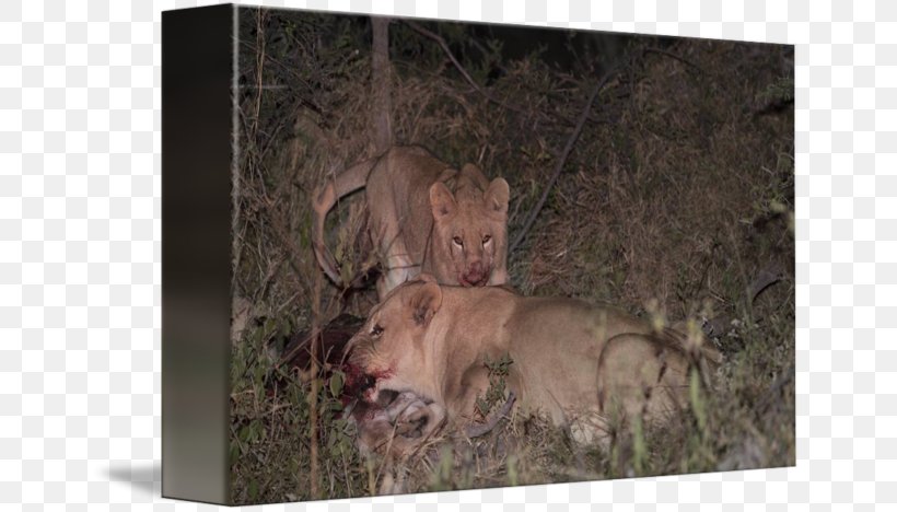 Lion Stock Photography Botswana Meat, PNG, 650x468px, Lion, Big Cat, Big Cats, Botswana, Carnivoran Download Free