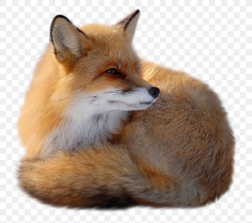 Red Fox Clip Art, PNG, 800x725px, Red Fox, Carnivoran, Dog Like Mammal, Fauna, Fox Download Free