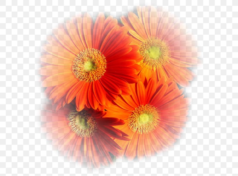 Autumn Coffee Blog Cut Flowers, PNG, 604x608px, Autumn, Annual Plant, Aster, Blog, Chrysanthemum Download Free