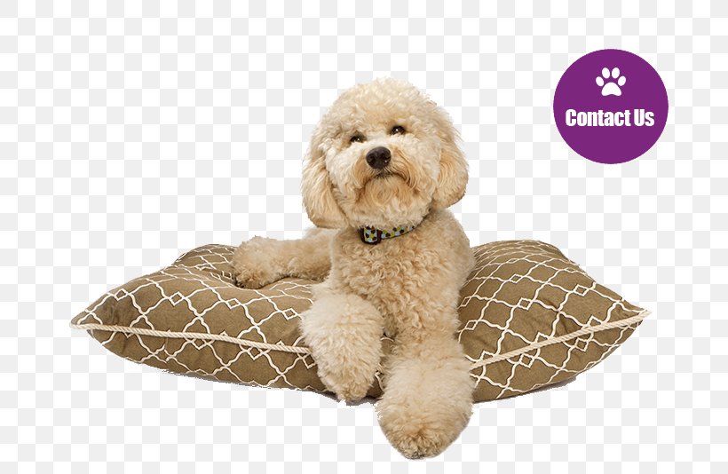 Cockapoo Goldendoodle Puppy Labradoodle Dog Breed, PNG, 730x534px, Cockapoo, Carnivoran, Companion Dog, Dog, Dog Breed Download Free