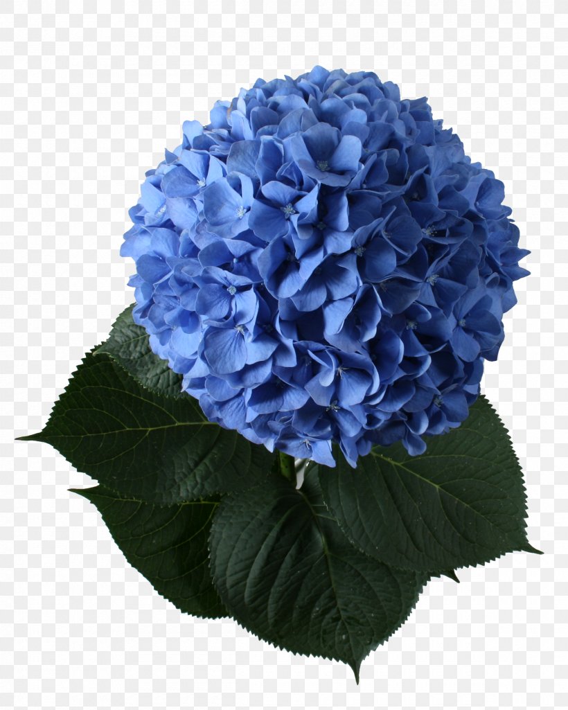 French Hydrangea Cut Flowers Plant Blue, PNG, 2400x3000px, French Hydrangea, Annual Plant, Blue, Cobalt Blue, Cornales Download Free