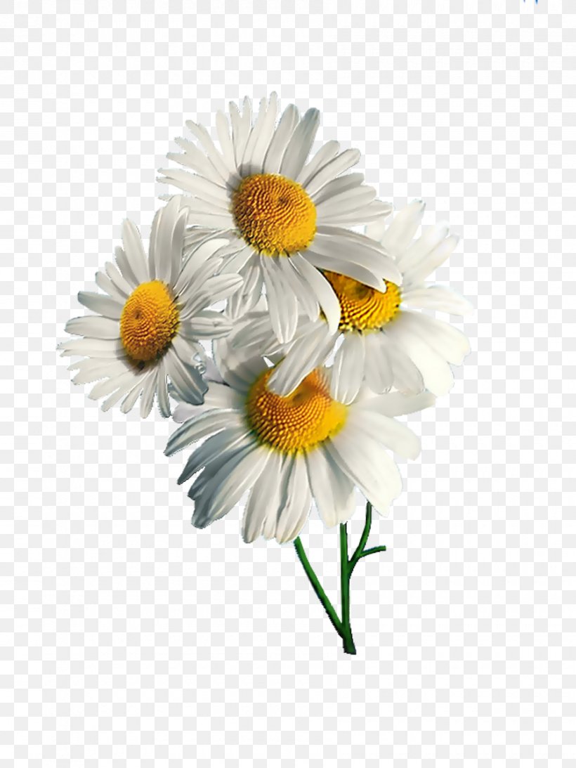 German Chamomile Flower Oxeye Daisy Clip Art, PNG, 900x1200px, Chamomile, Annual Plant, Aster, Chamaemelum Nobile, Chrysanths Download Free