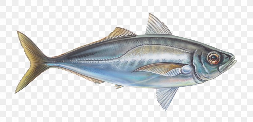 Oily Fish Thunnus Mackerel Sardine, PNG, 2000x966px, Fish, Animal, Bonito, Bony Fish, Fauna Download Free