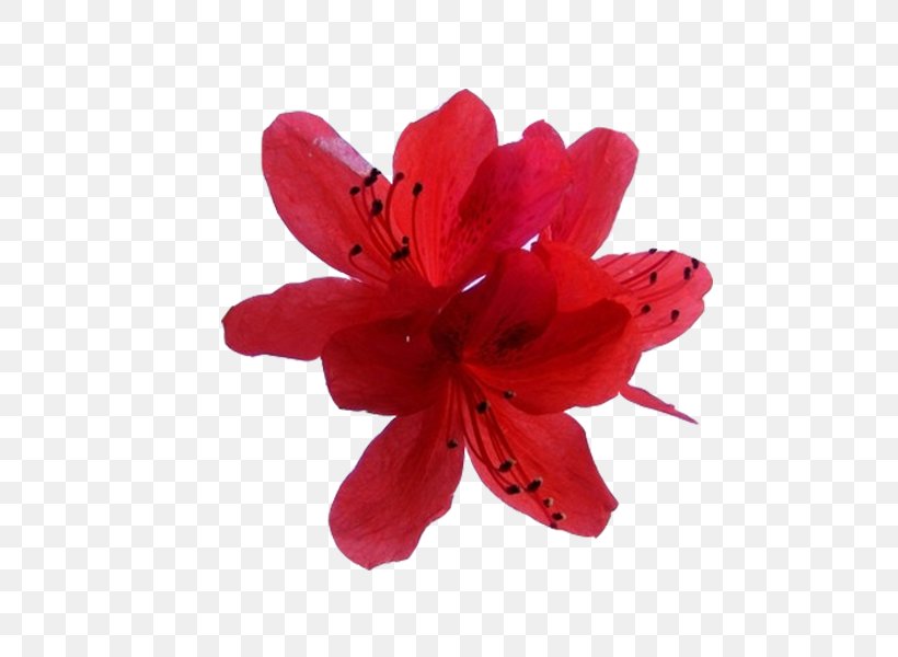 U6620u5c71u7d05 Flower Bouquet Azalea, PNG, 600x600px, Watercolor, Cartoon, Flower, Frame, Heart Download Free