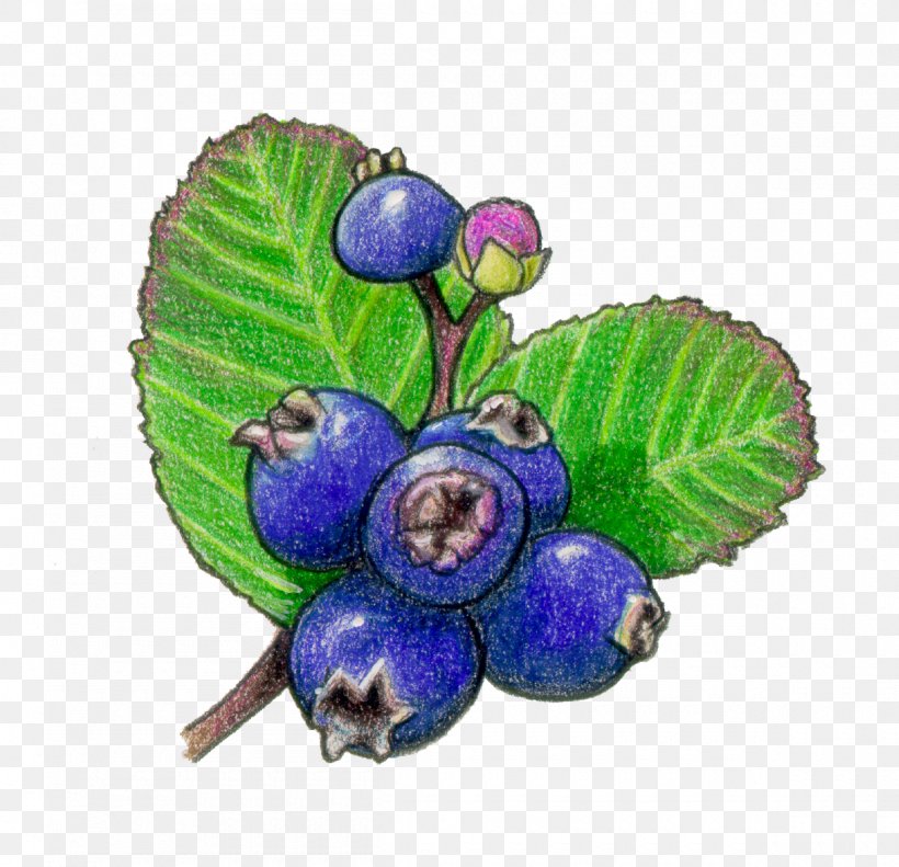 Bilberry Saskatoon Fruit Blueberry, PNG, 1200x1158px, Berry, Bilberry, Blueberry, Common Plum, Drawing Download Free