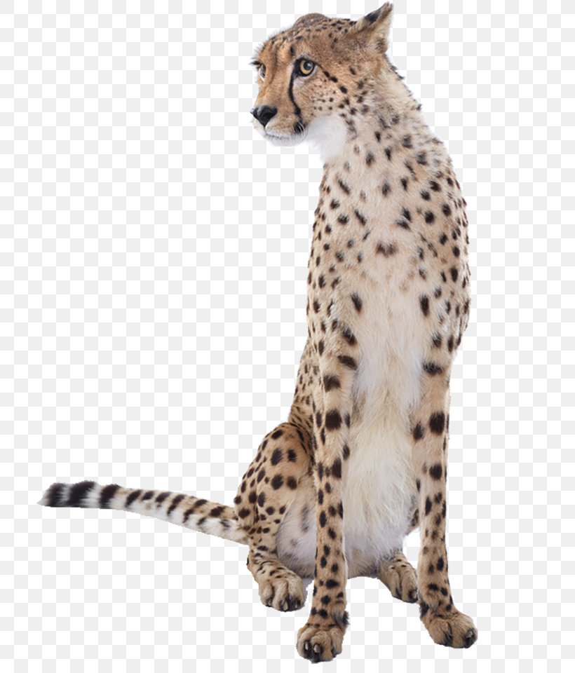 Cheetah Leopard Graphic Design, PNG, 768x960px, Cheetah, Big Cats, Carnivoran, Cat Like Mammal, Designer Download Free