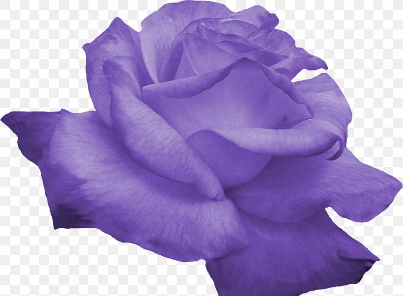 Flower Purple Computer Software, PNG, 1212x892px, Flower, Blue, Color, Computer Software, Cut Flowers Download Free
