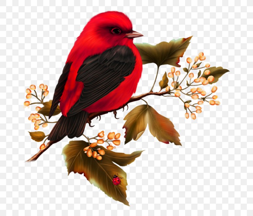 Hummingbird Free Content Clip Art, PNG, 700x700px, Bird, Beak, Bird Flight, Bird Nest, Branch Download Free