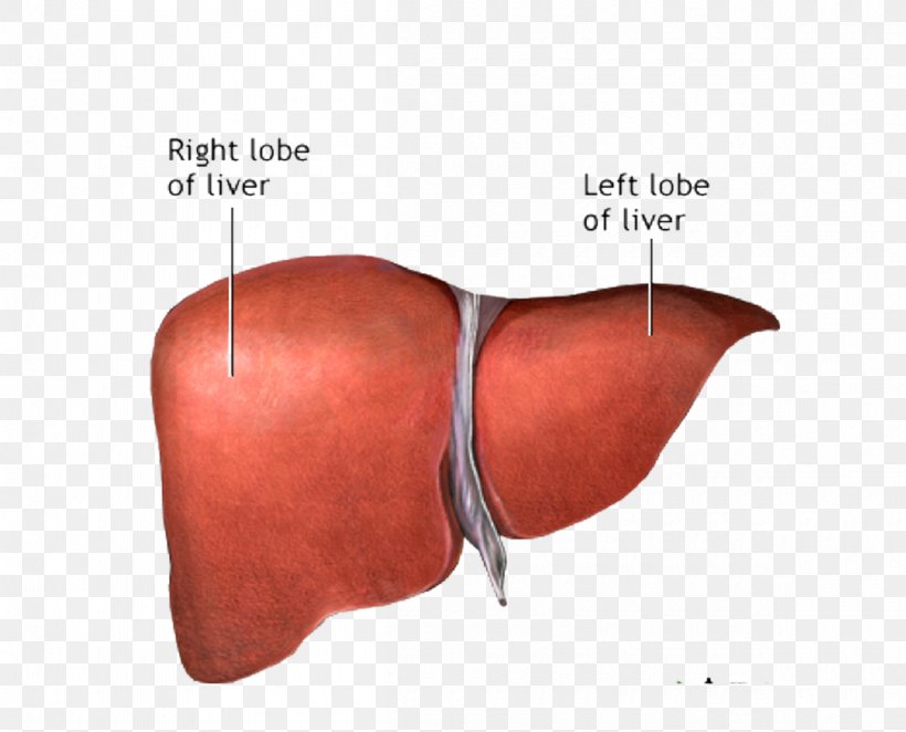 Liver Cancer Image Liver Transplantation Anatomy, PNG, 1200x969px, Watercolor, Cartoon, Flower, Frame, Heart Download Free