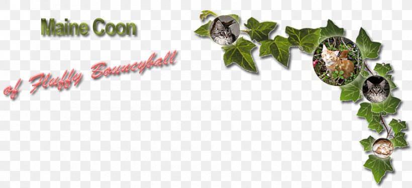 Maine Coon Raccoon Teltow Berlin, PNG, 900x411px, Maine Coon, Berlin, Branch, Flora, Leaf Download Free