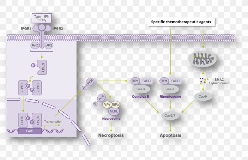 Technology Line Angle, PNG, 1206x781px, Technology, Diagram, Text Download Free