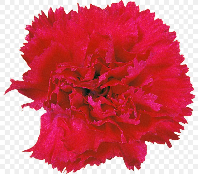 Carnation Transvaal Daisy Cut Flowers Clip Art, PNG, 800x721px, Carnation, Cchost, Common Sunflower, Cut Flowers, Dianthus Download Free