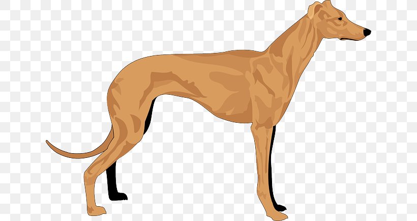 Greyhound Basset Hound Whippet Coat, PNG, 640x434px, Greyhound, Animal Sports, Azawakh, Bark, Basset Hound Download Free