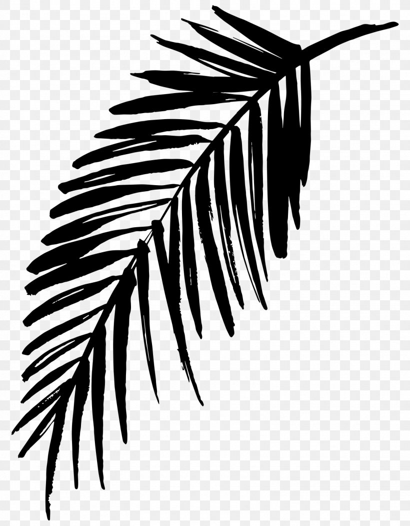 Palm Trees Line Leaf, PNG, 1559x2000px, Palm Trees, Arecales, Art, Blackandwhite, Botany Download Free