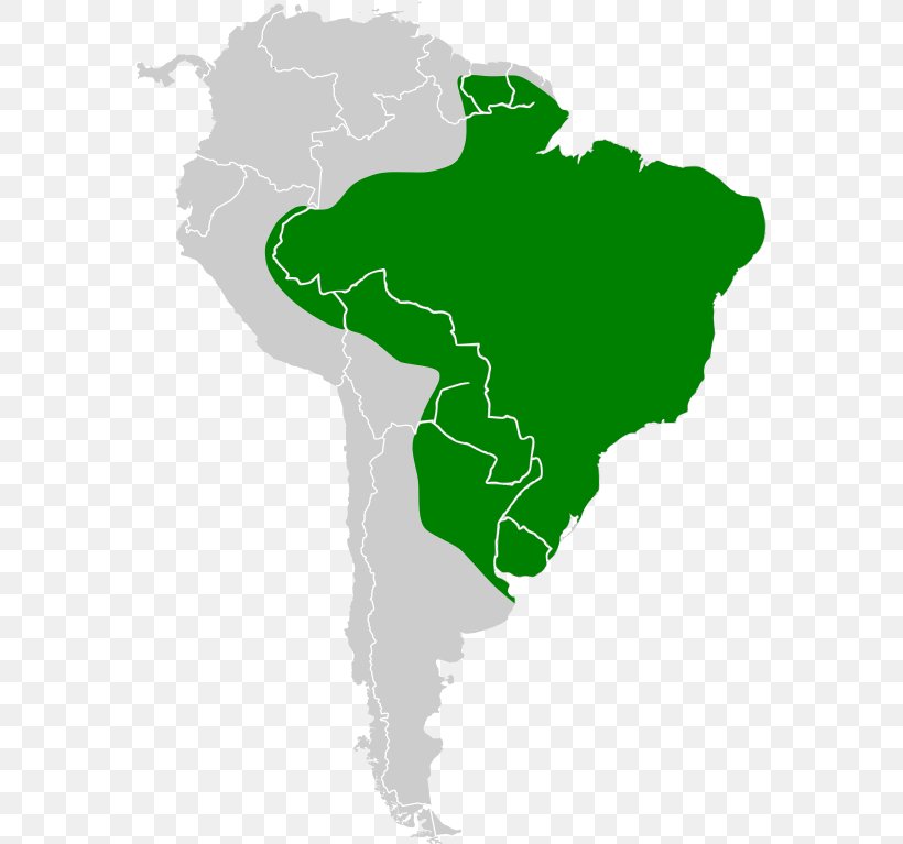 South America Vector Graphics Clip Art United States Of America Map, PNG, 573x767px, South America, Americas, Continent, Grass, Green Download Free