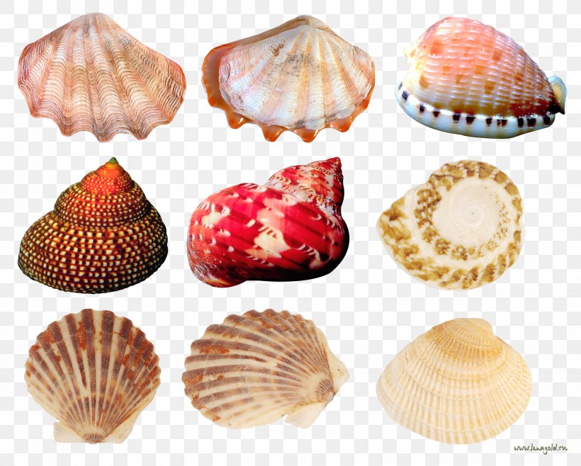 Cockle Seashell Conchology, PNG, 2291x1840px, Cockle, Adobe Premiere Pro, Bivalvia, Clam, Clams Oysters Mussels And Scallops Download Free
