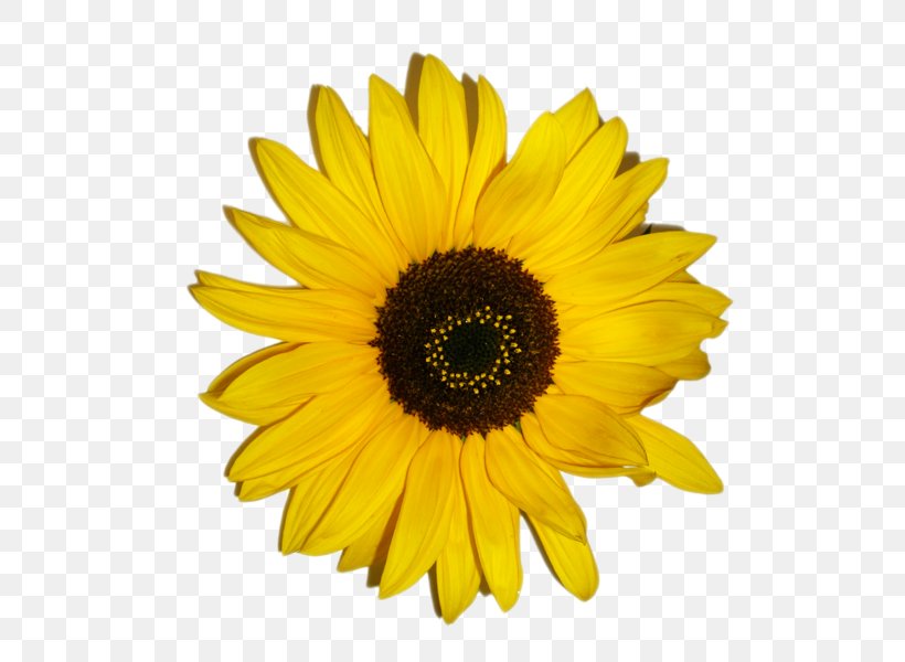 Paper Common Sunflower Stock Photography Transvaal Daisy, PNG, 600x600px, Paper, Artificial Flower, Common Sunflower, Daisy Family, Decal Download Free