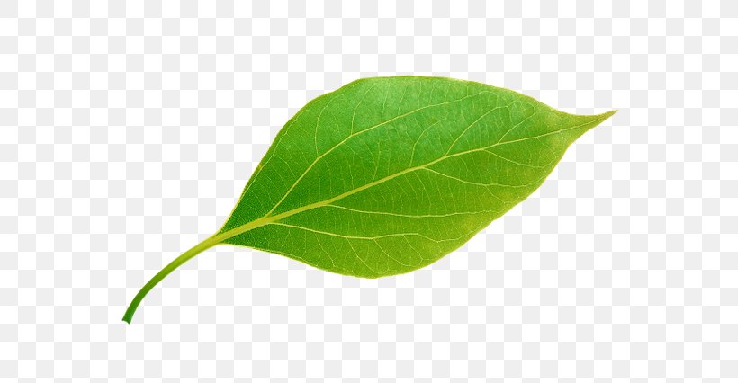 Green Leaf Clip Art Image, PNG, 600x426px, Green, Apple, Color, Information, Leaf Download Free