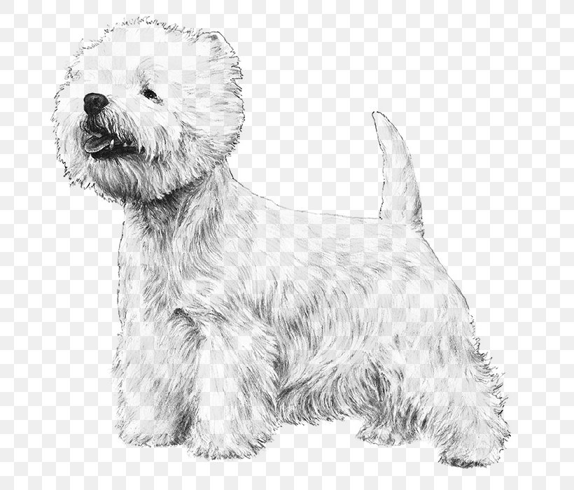 West Highland White Terrier Cairn Terrier Yorkshire Terrier Scottish Terrier Black Russian Terrier, PNG, 700x700px, West Highland White Terrier, American Kennel Club, Black And White, Black Russian Terrier, Breed Download Free