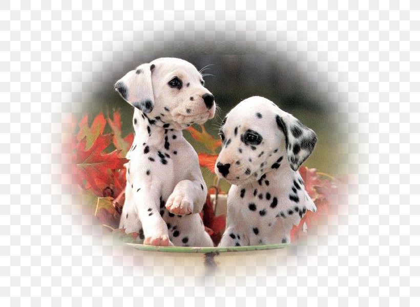 Dalmatian Dog Puppy Labrador Retriever Thai Ridgeback Pet, PNG, 700x600px, Dalmatian Dog, Animal, Carnivoran, Companion Dog, Cute Puppies Download Free