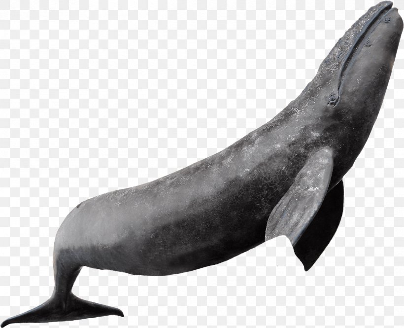 Dolphin Whale Sea Lion Marine Mammal Cetacea, PNG, 1192x967px, Dolphin, Black And White, Cetacea, Coast, Fauna Download Free