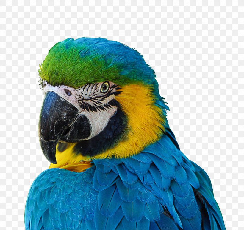 Parrot Bird Blue-and-yellow Macaw Scarlet Macaw Military Macaw, PNG, 1280x1204px, Parrot, Animal, Beak, Bird, Blueandyellow Macaw Download Free