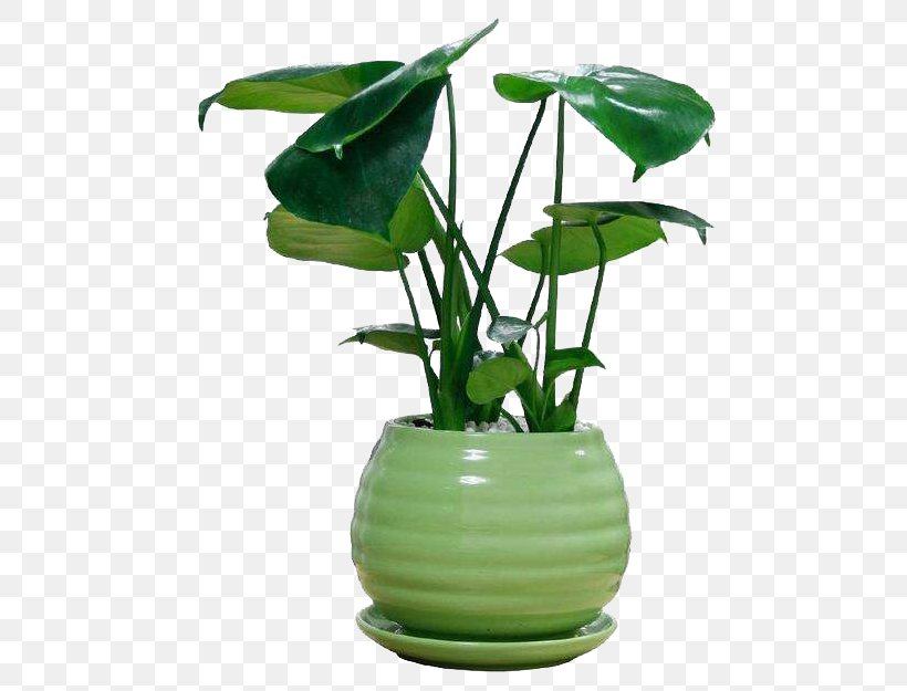 Swiss Cheese Plant Houseplant Bamboo, PNG, 514x625px, Swiss Cheese Plant, Air, Bamboo, Bonsai, Chlorophytum Comosum Download Free