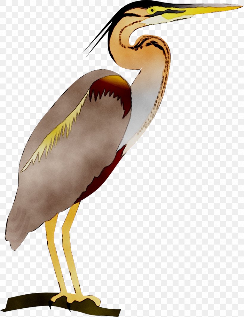 Water Bird Stork Beak Neck, PNG, 851x1104px, Bird, Beak, Crane, Cranelike Bird, Egret Download Free