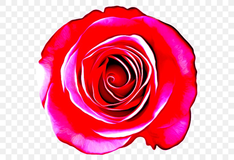 Garden Roses, PNG, 600x560px, Garden Roses, Floribunda, Flower, Hybrid Tea Rose, Petal Download Free