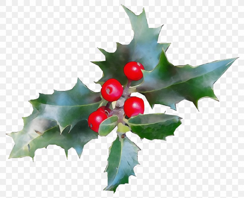 Holly, PNG, 1300x1054px, Christmas Holly, American Holly, Chinese Hawthorn, Christmas, Flower Download Free