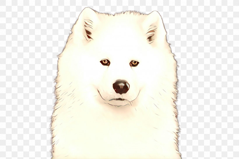 Dog Samoyed Spitz Canadian Eskimo Dog Japanese Spitz, PNG, 2448x1632px, Dog, Alaskan Malamute, American Eskimo Dog, Canadian Eskimo Dog, Companion Dog Download Free