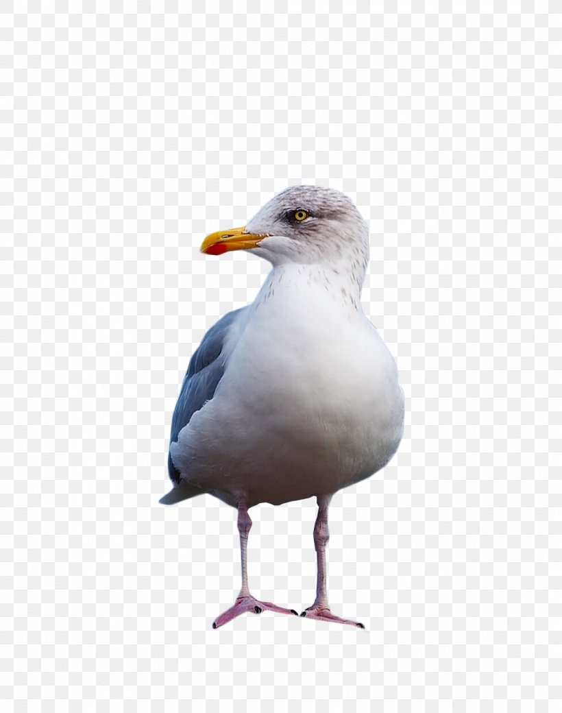 European Herring Gull Great Black-backed Gull Gulls, PNG, 1058x1342px, European Herring Gull, Animal, Beak, Bird, Charadriiformes Download Free