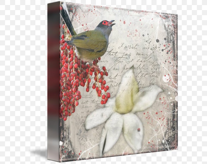 Finches Gallery Wrap Australasian Figbird Canvas, PNG, 604x650px, Finches, Art, Beak, Bird, Canvas Download Free