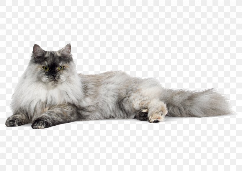 Siberian Cat Norwegian Forest Cat Persian Cat Asian Semi-longhair Birman, PNG, 1220x863px, Siberian Cat, Asian Semi Longhair, Asian Semilonghair, Birman, British Semi Longhair Download Free