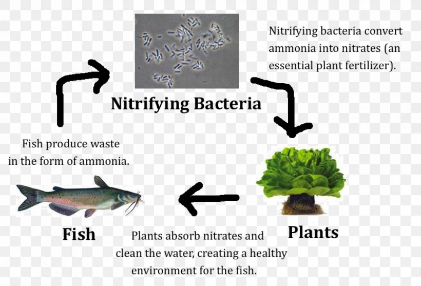 Nitrifying Bacteria Nitrification Aquaponics Nitrogen Fixation, PNG, 1225x833px, Nitrifying Bacteria, Ammonia, Aquaponics, Bacteria, Brand Download Free
