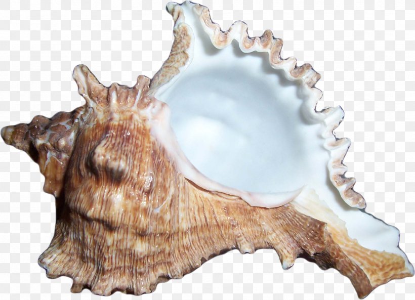 Sea Snail Icon, PNG, 1921x1390px, Sea, Conch, Conchology, Gimp, Jaw Download Free