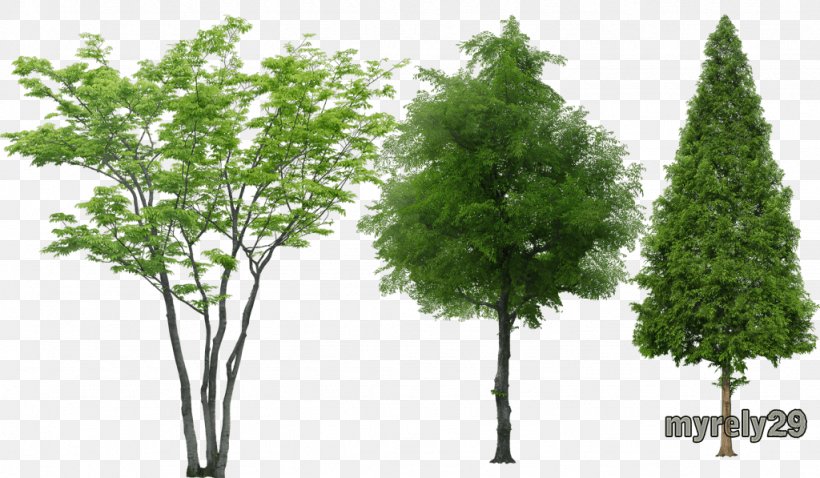 Tree Rendering Animation, PNG, 1024x597px, 3d Computer Graphics, Tree, Animation, Autodesk 3ds Max, Branch Download Free