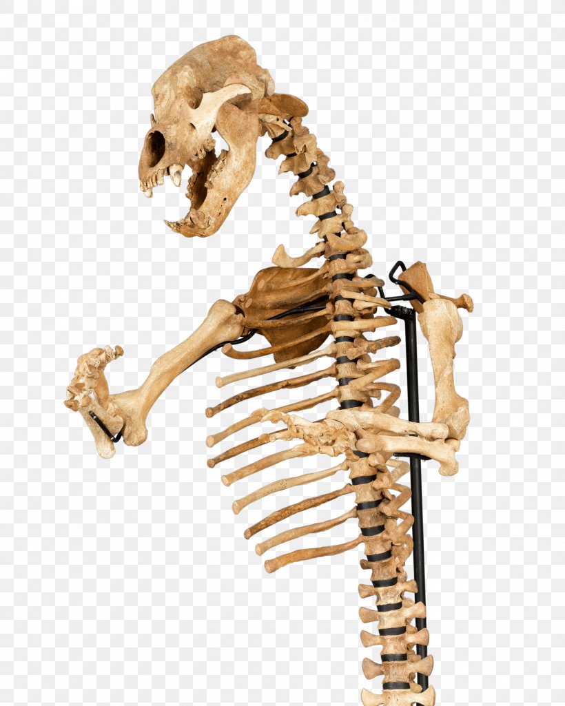 American Black Bear Human Skeleton Bone Cave Bear, PNG, 1400x1750px, American Black Bear, Anatomy, Axial Skeleton, Bear, Bears Download Free