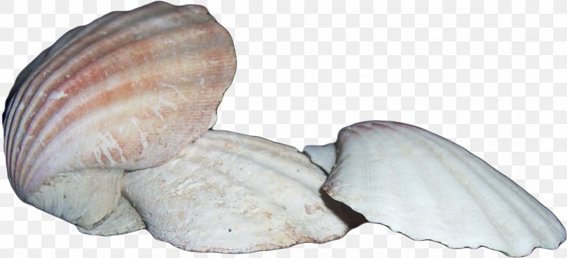 Clam Cockle Seashell Scallop Mussel, PNG, 2168x991px, Clam, Advertising, Animal Source Foods, Clams Oysters Mussels And Scallops, Cockle Download Free