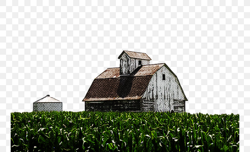 Farm Grass Rural Area Barn Grass Family, PNG, 750x500px, Farm, Barn, Building, Field, Grass Download Free